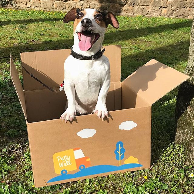 colis repas Petty Well chien jack russel