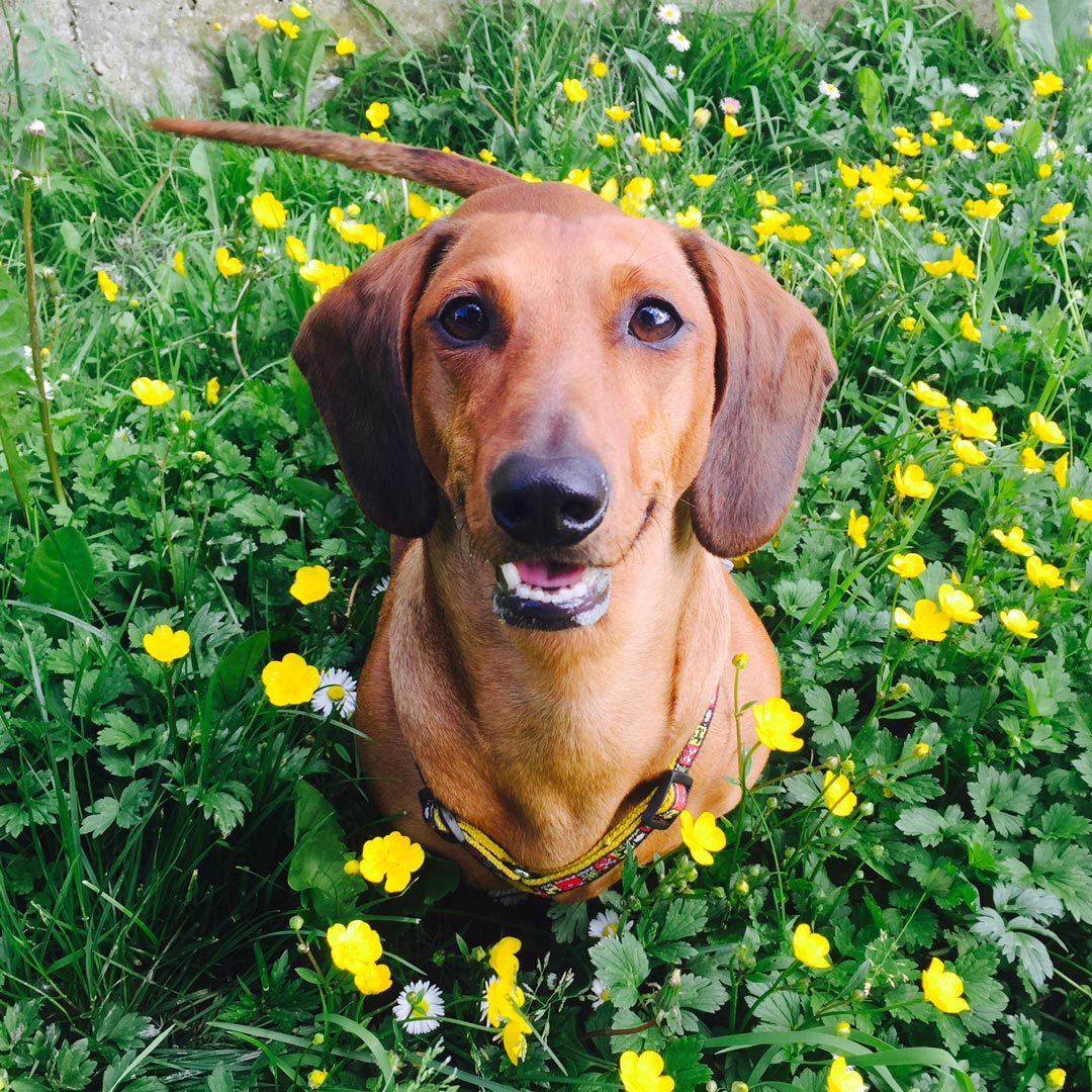 présentez votre chien