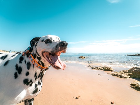 chien été hydrater hydratation eau chaleur