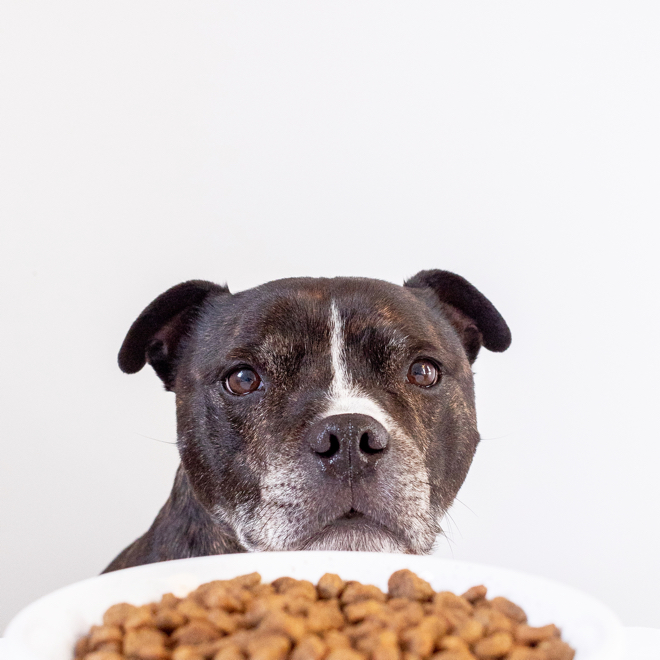 abonnement croquette chien livraison box croquettes chien