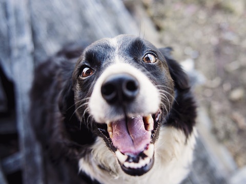 tartre, dents, problèmes gencive, mastication, chien