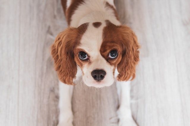 croquette cavalier king charles