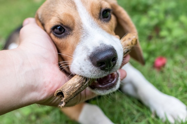 croquettes beagle