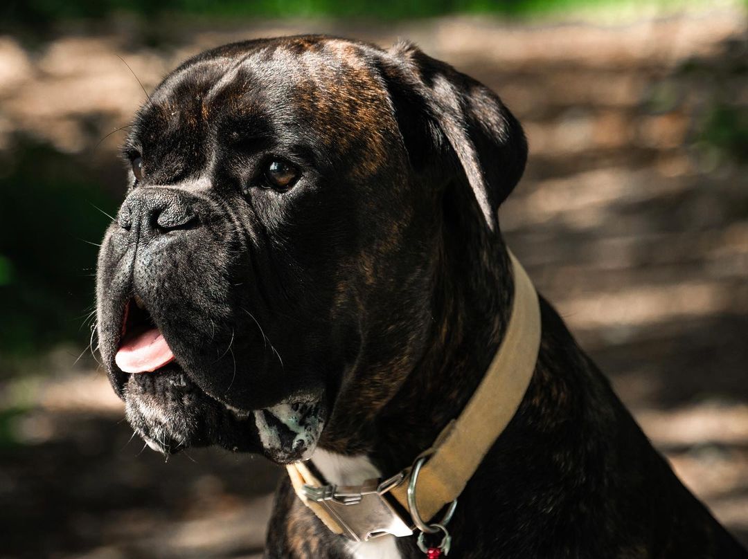 croquettes boxer