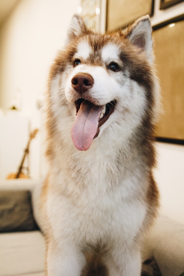 croquette-husky-siberie