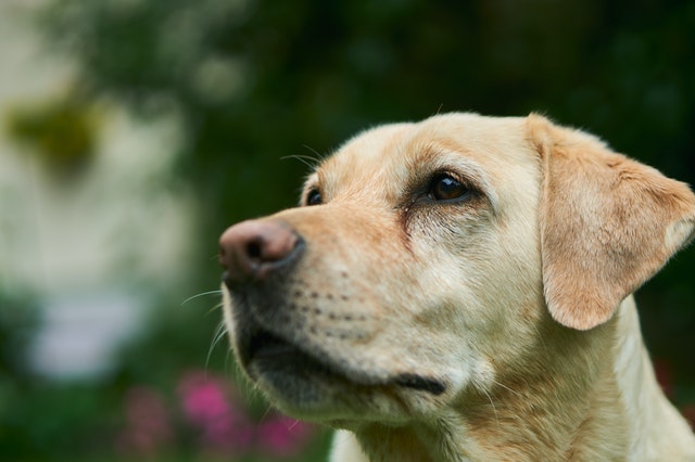 croquettes labrador