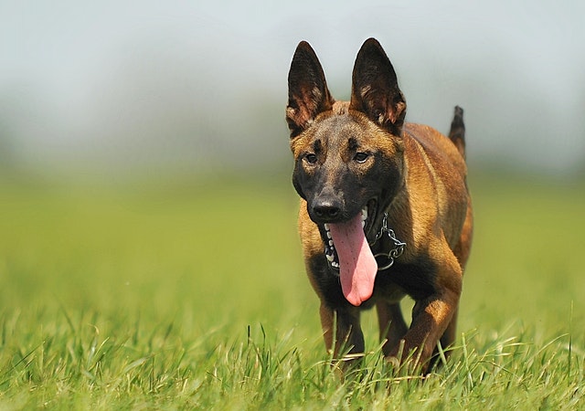 croquette-malinois