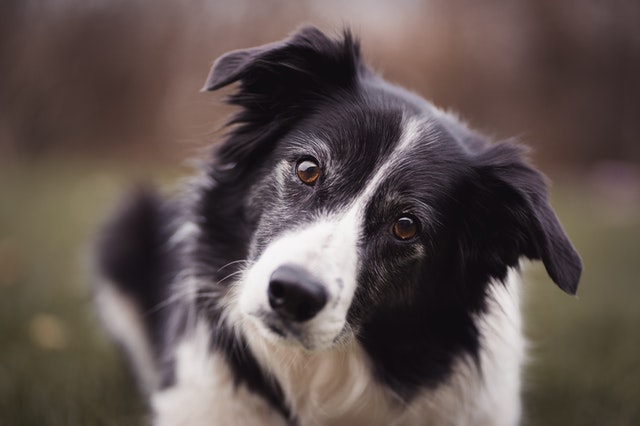 croquettes border collie