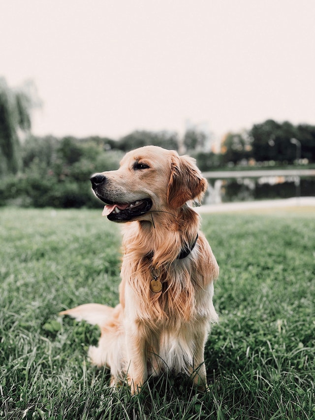 croquette-golden-retriever