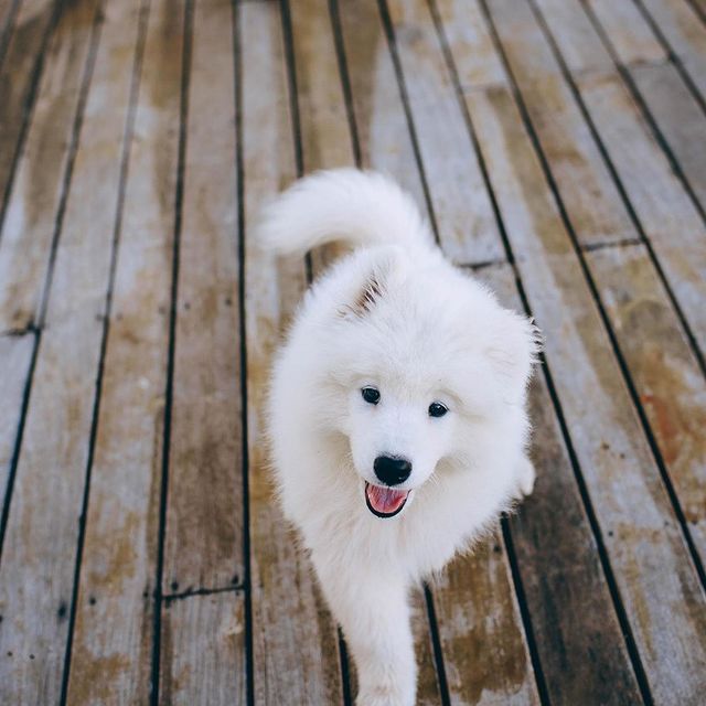 croquettes-sans-cereales-pour-chien