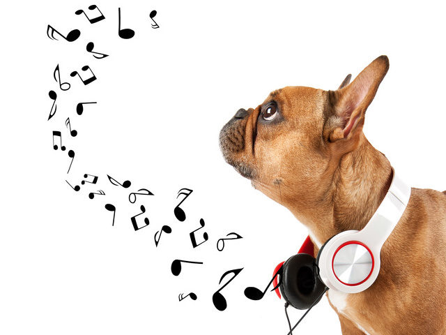 chien musique technologie