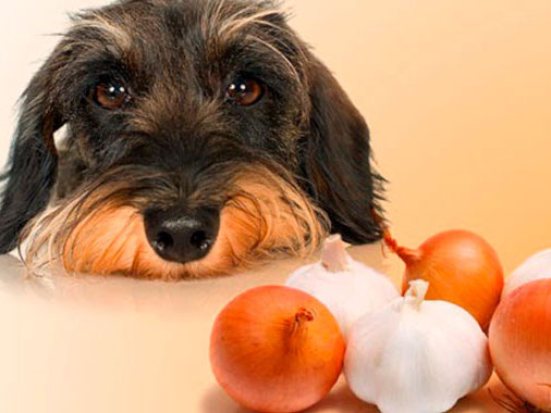 produits tolérés par les chiens 