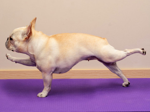 DOGA doga yoga chien