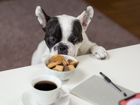 Gamelle vide, chien ayant faim