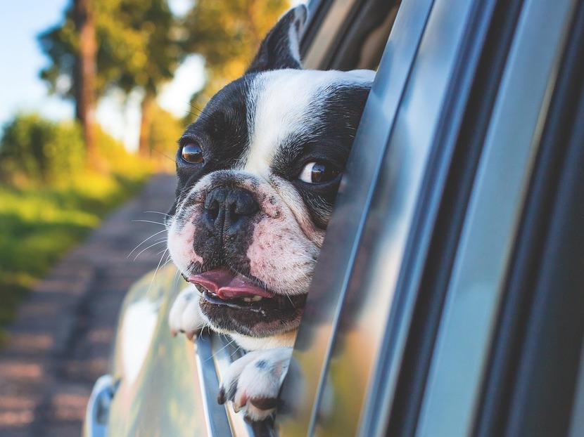 chien voiture