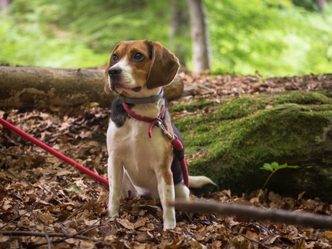 chien jardin paris promener promenade balade forêt
