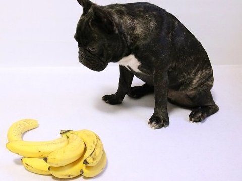 banane chien manger