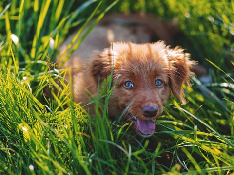 chien herbe manger mange