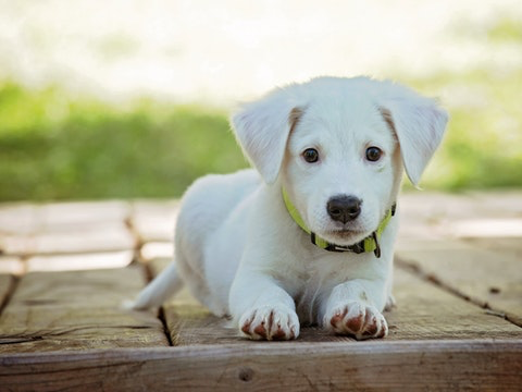 croissance chien grandir taille chiot