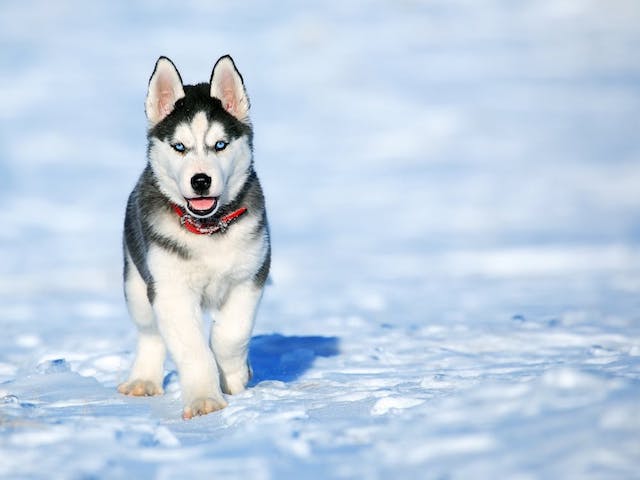 chien en hiver husky
