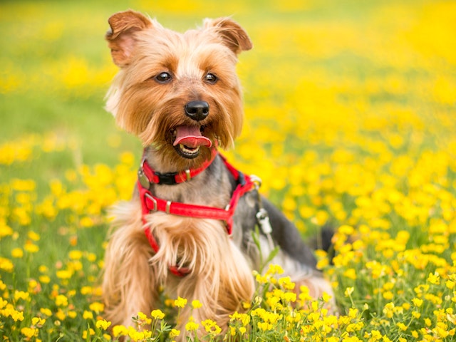 chien printemps fleur