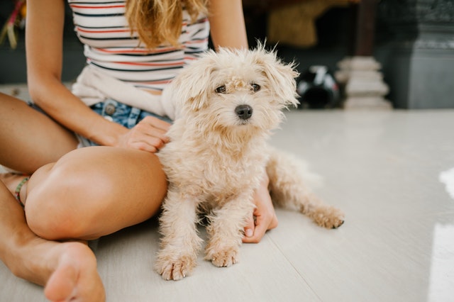 races de chiens