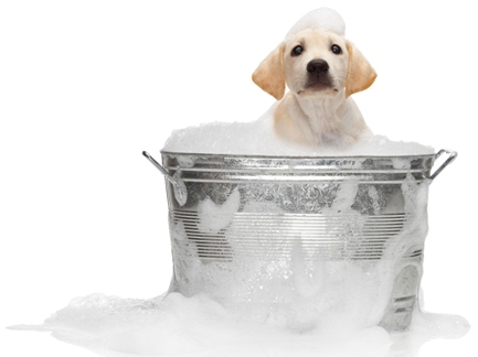 Toilettage de chien en libre-service | Petty blog